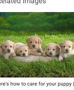 Meet your Posher, Puppylover_1215o